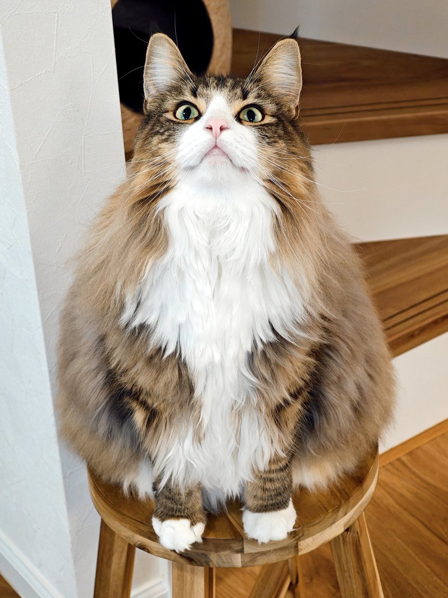 しろあん🐾でっかい北欧猫 tweet media