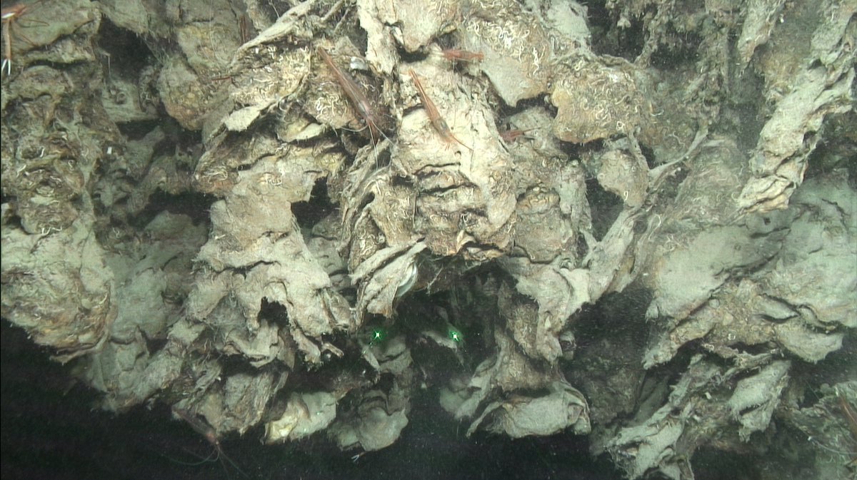 Instituto Español de Oceanografía (IEO-CSIC) tweet media