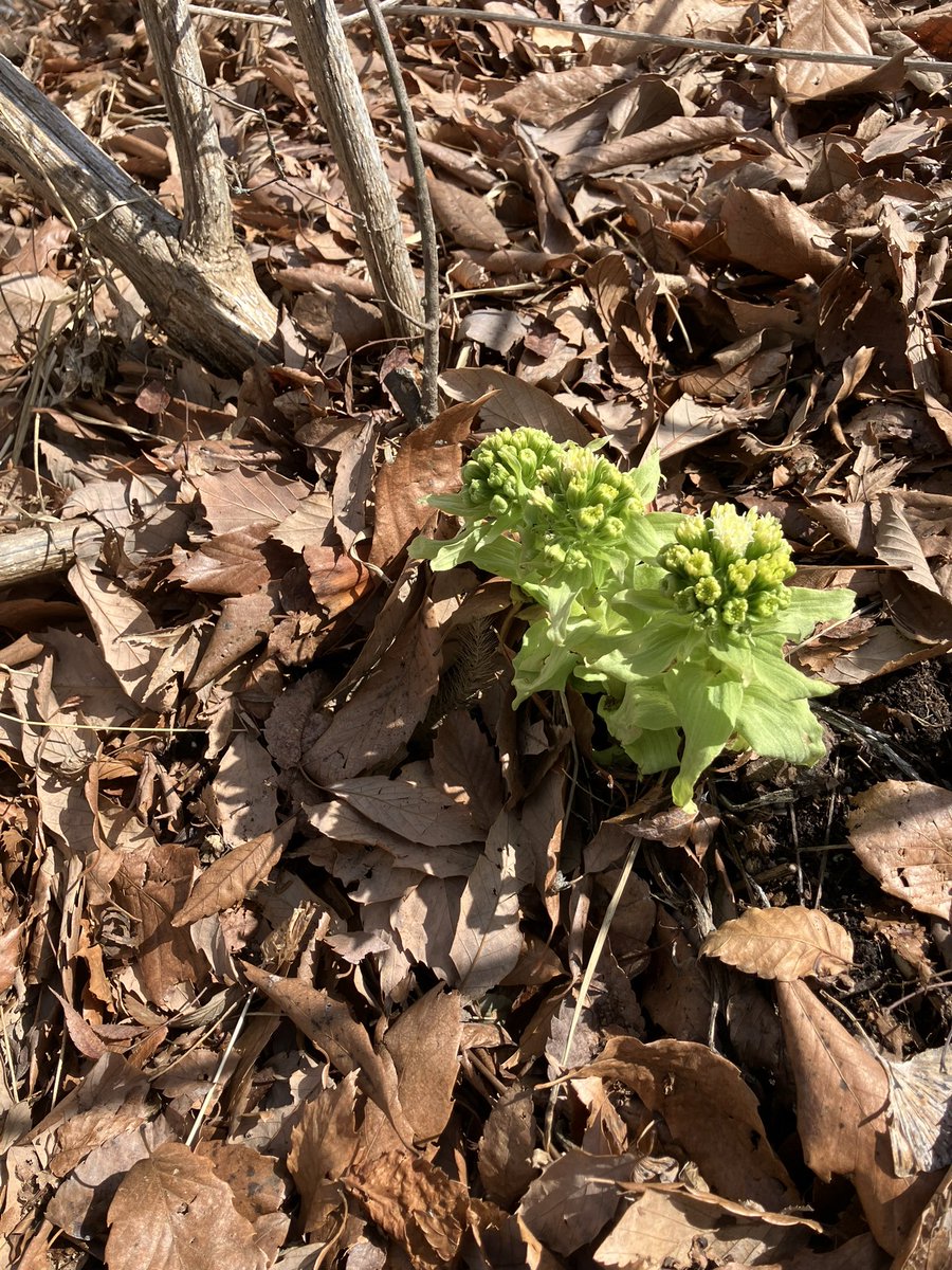 へっち　投資　犬　田舎暮し　ガチ菜園 tweet media