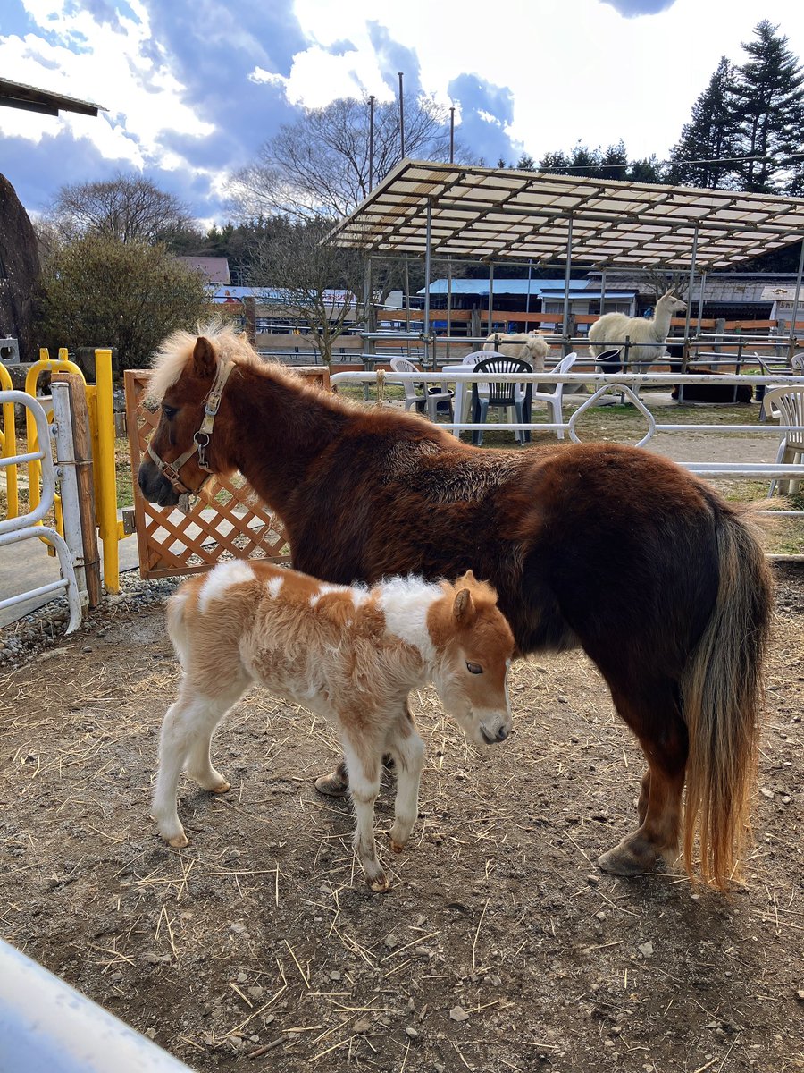 へっち　投資　犬　田舎暮し　ガチ菜園 tweet media