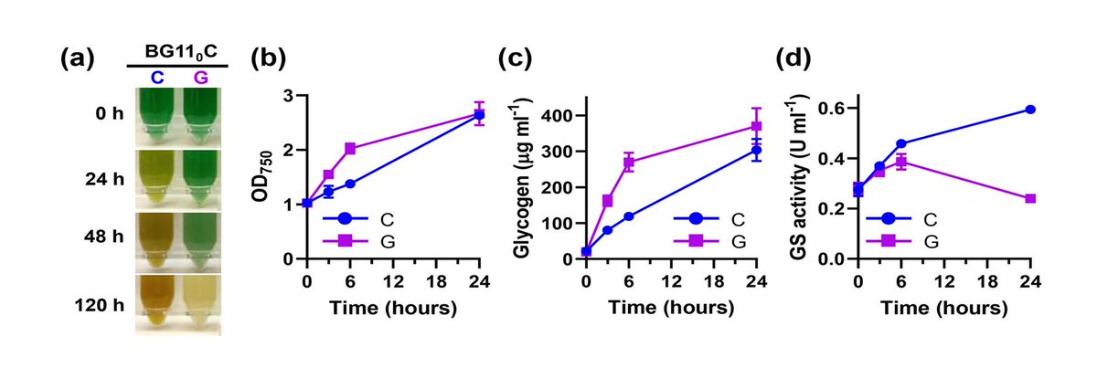 PPLplantarum's tweet photo. How does glucose affect the response to nitrogen deprivation in the model cyanobacterium Synechocystis sp. PCC 6803?
@IBVF_sevilla @cicCartuja @ginerorama @fjfbellido @BiologiaUS @CSIC 
Read more https://t.co/7qaOiGey7h
@unisevilla https://t.co/SbmyBsGvMI