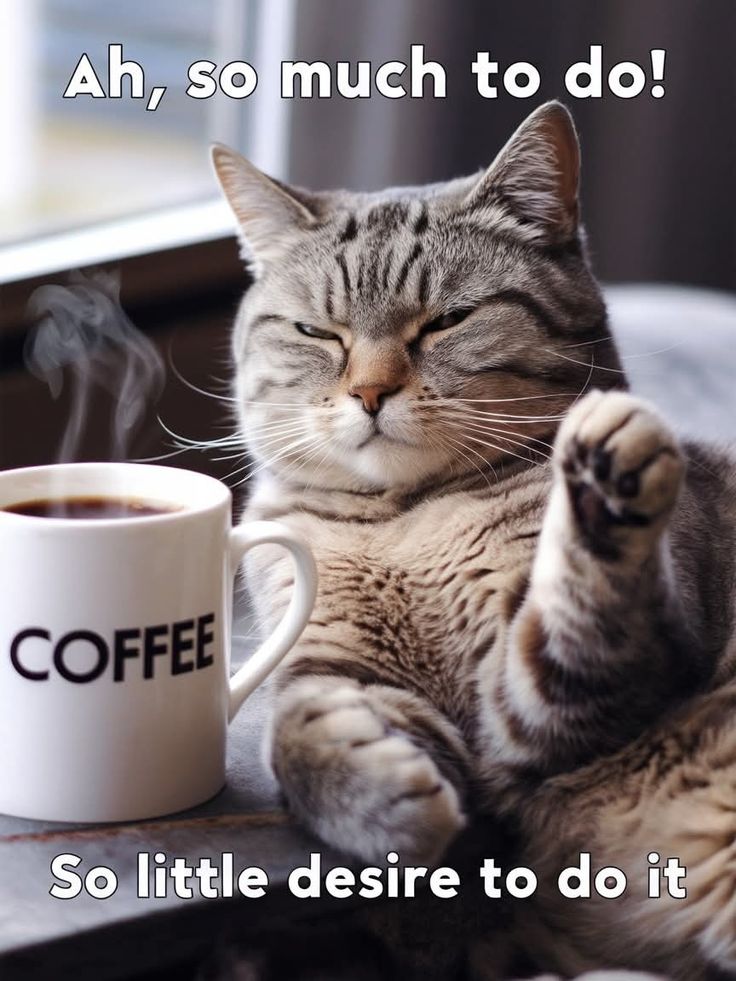 Schrödinger's Raccoon 🦖 tweet media