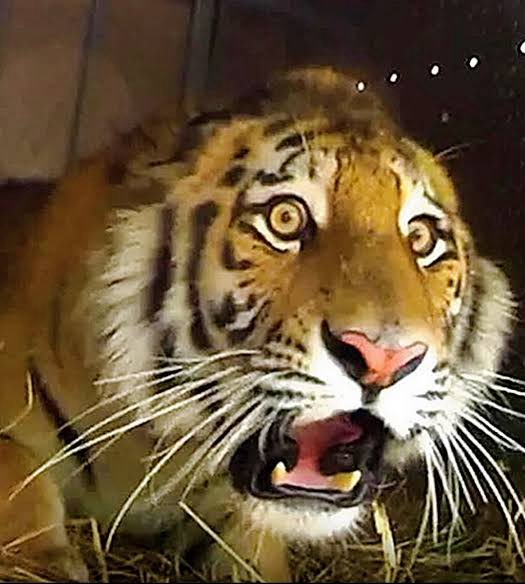 Kunibear🐻‍❄️ tweet media