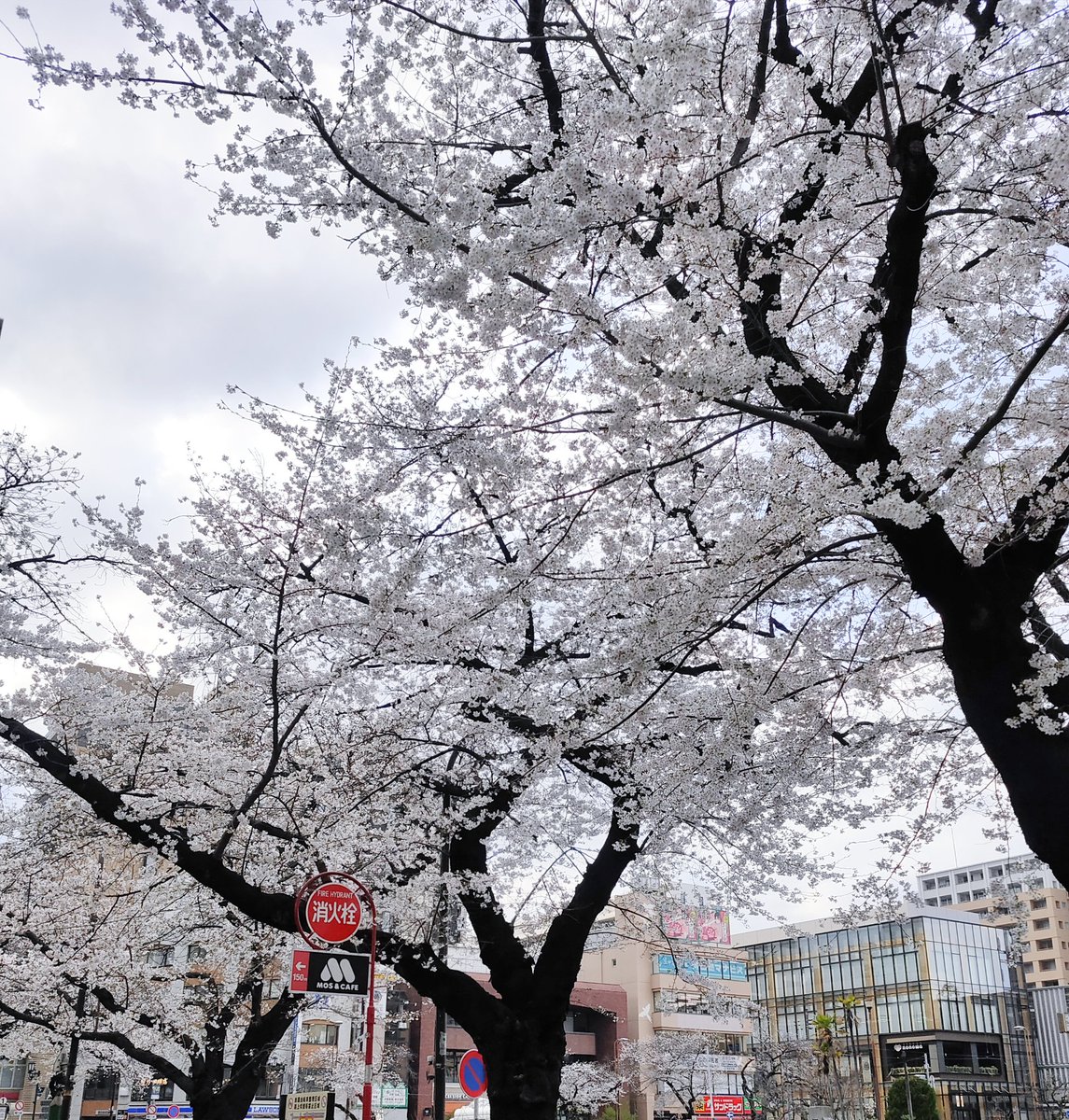 LuLuSugar tweet media