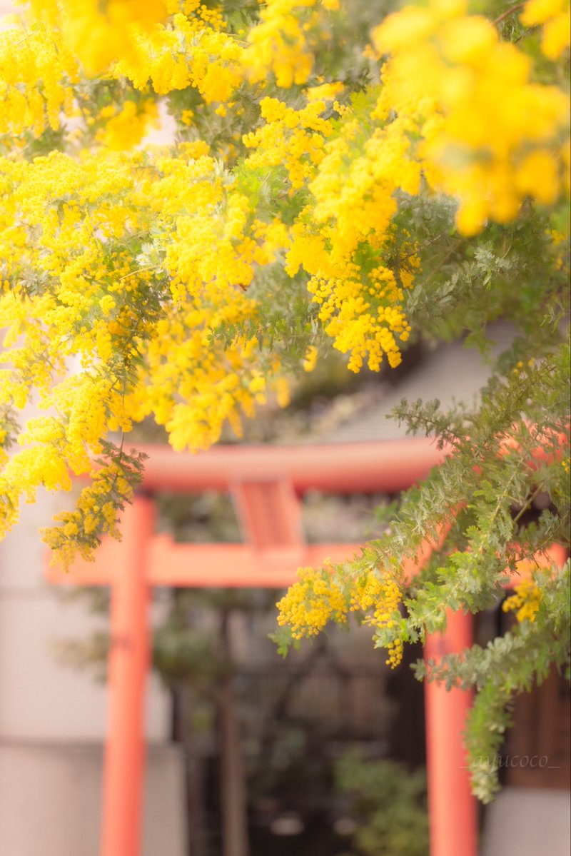 ✽ m i y u a ✽ ｲﾂﾓ ｱﾘｶﾞﾄｳ 𓂃 𓈒𓏸𑁍 tweet media