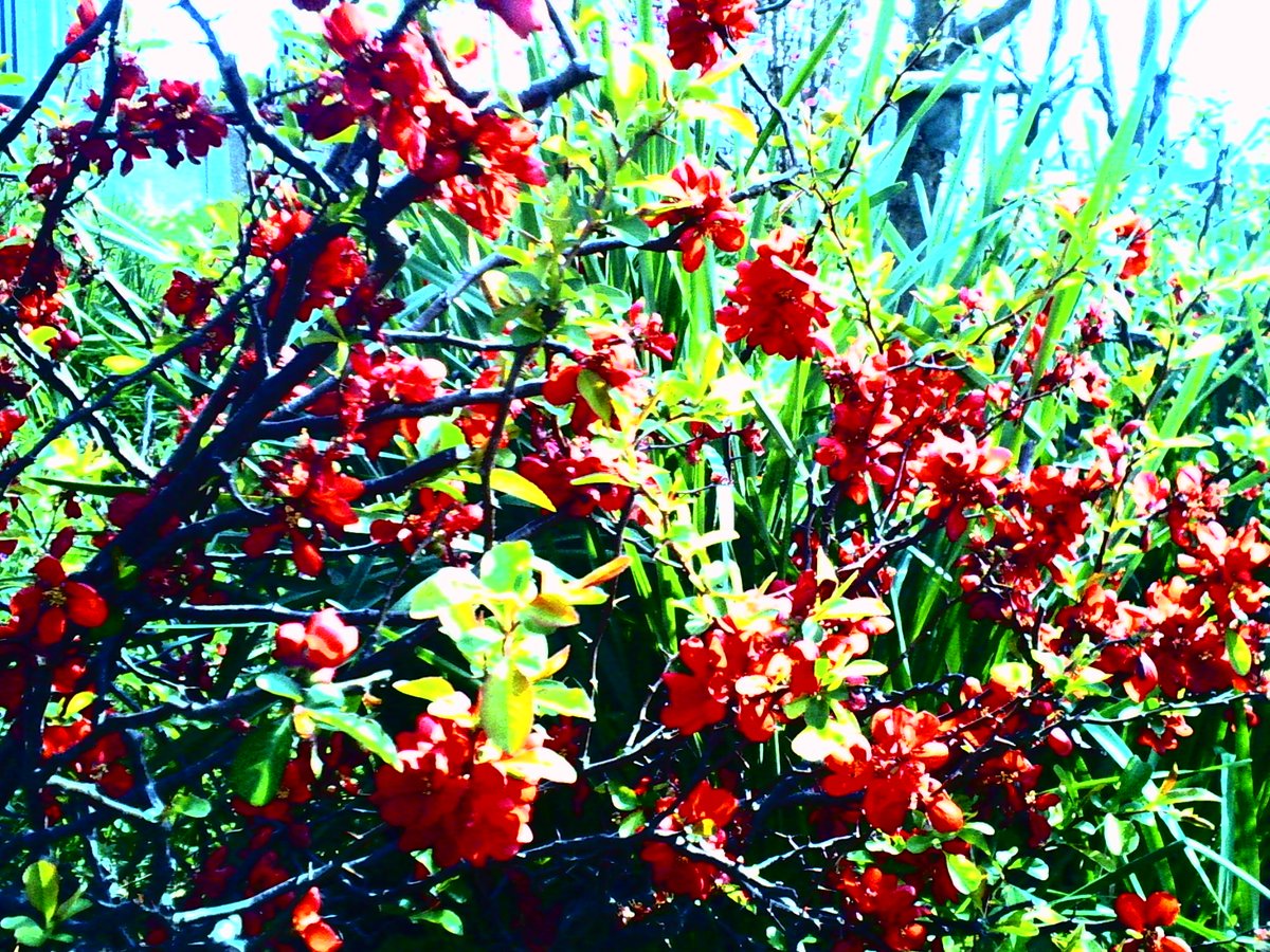 今日は
大船フラワーセンターに行きました(*^-^*)
トイデジ撮るの難しい（汗

#花 
#大船フラワーセンター
デジタルハリネズミ3
#トイデジ 
#3月27日