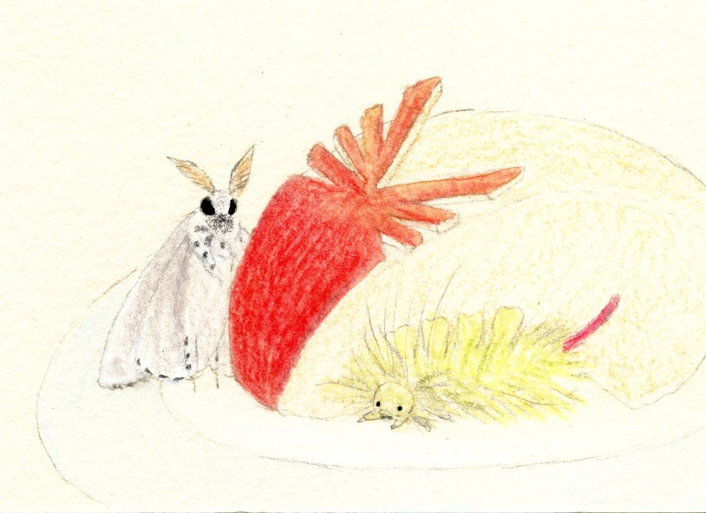 ツカナ制作所 Tukana Craftworks tweet media