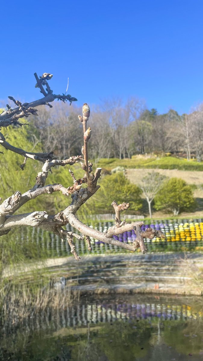 レッドヒル ヒーサーの森 tweet media