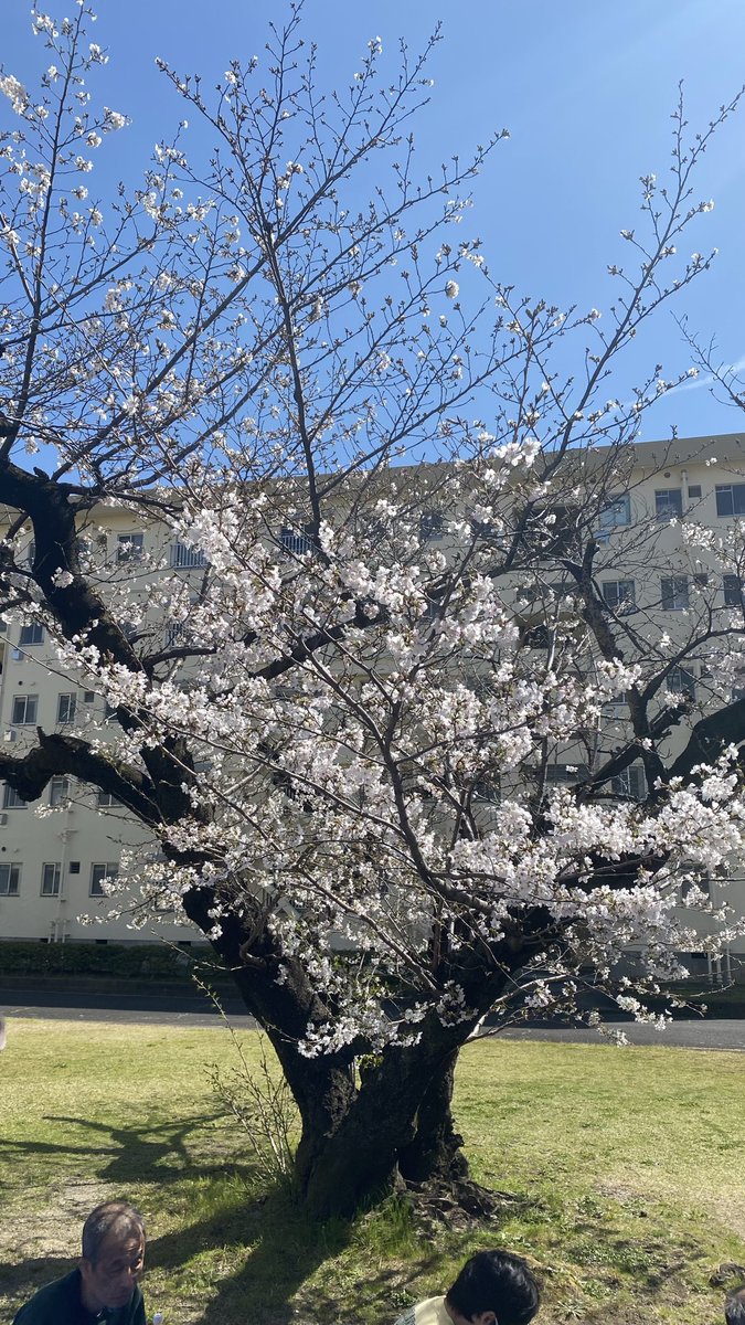 しん|MLM11年→資産再設計 tweet media