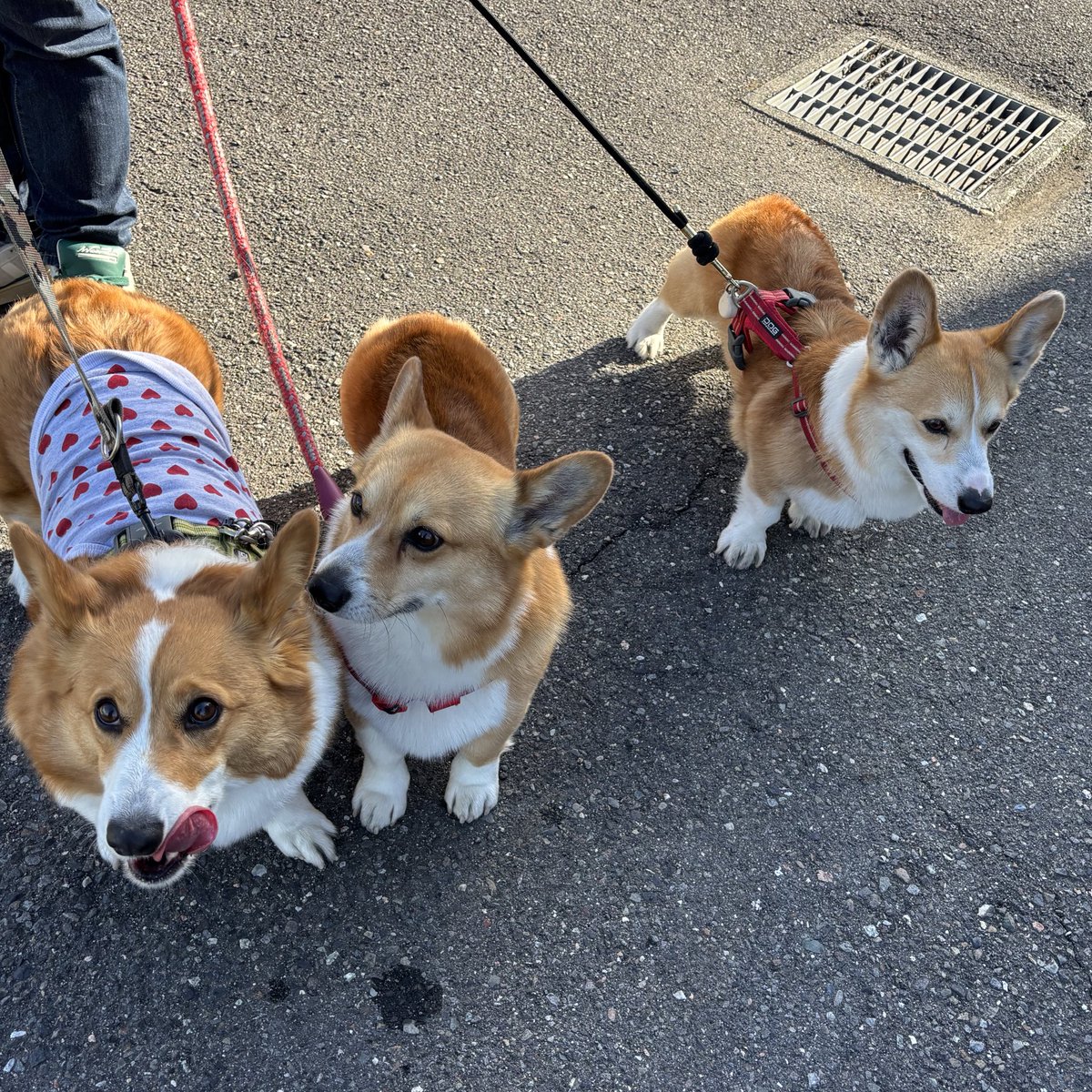 ひなた🐶 tweet media