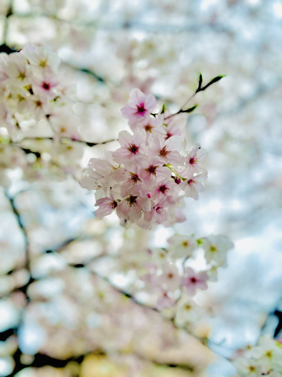 御﨑由依佳 tweet media