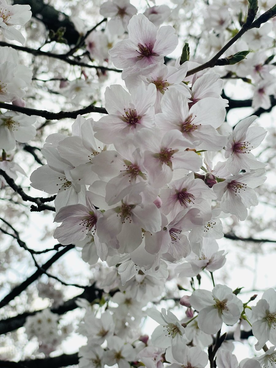 御﨑由依佳 tweet media