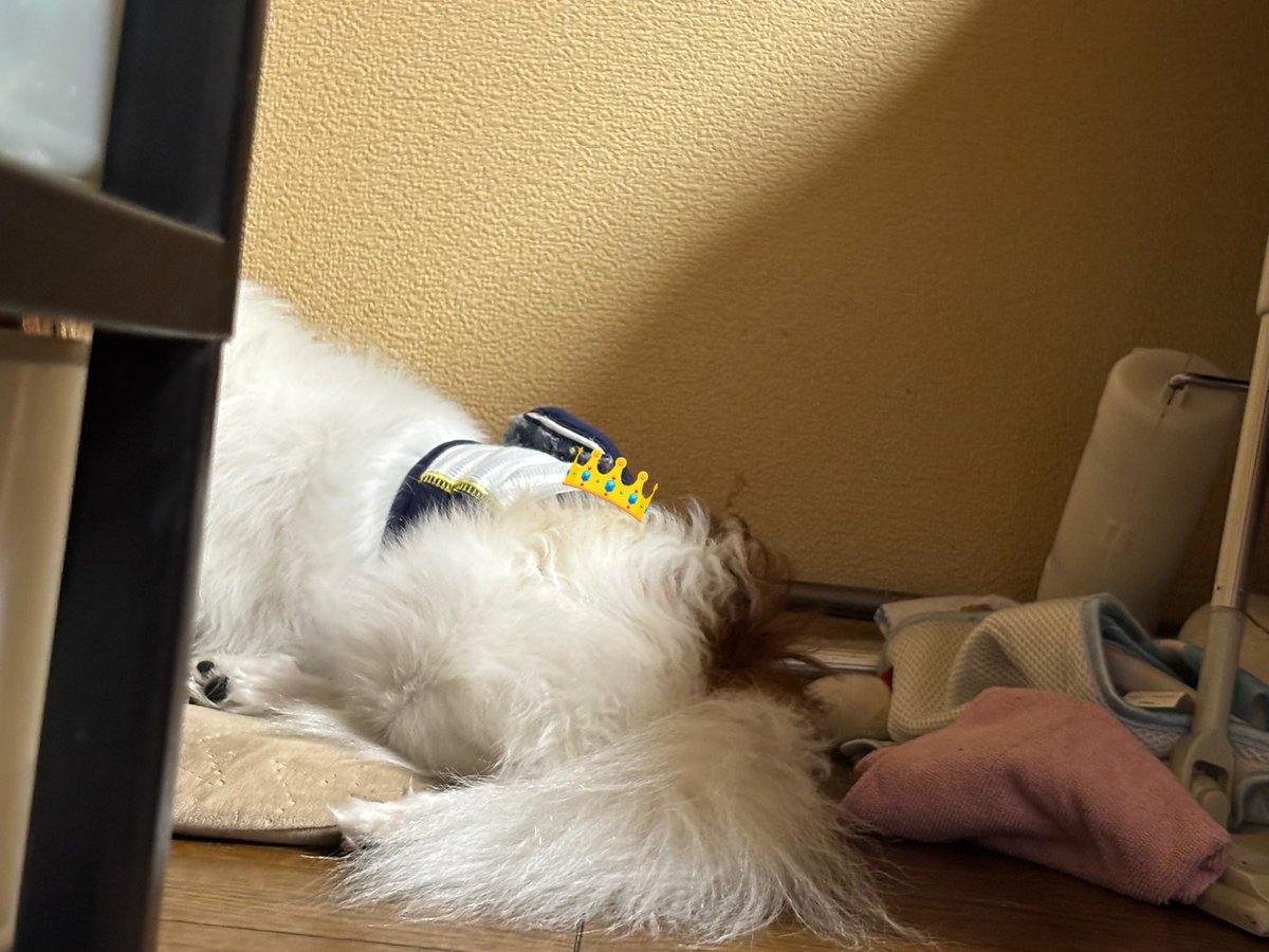 よもぎ🐶の飼い主 tweet media