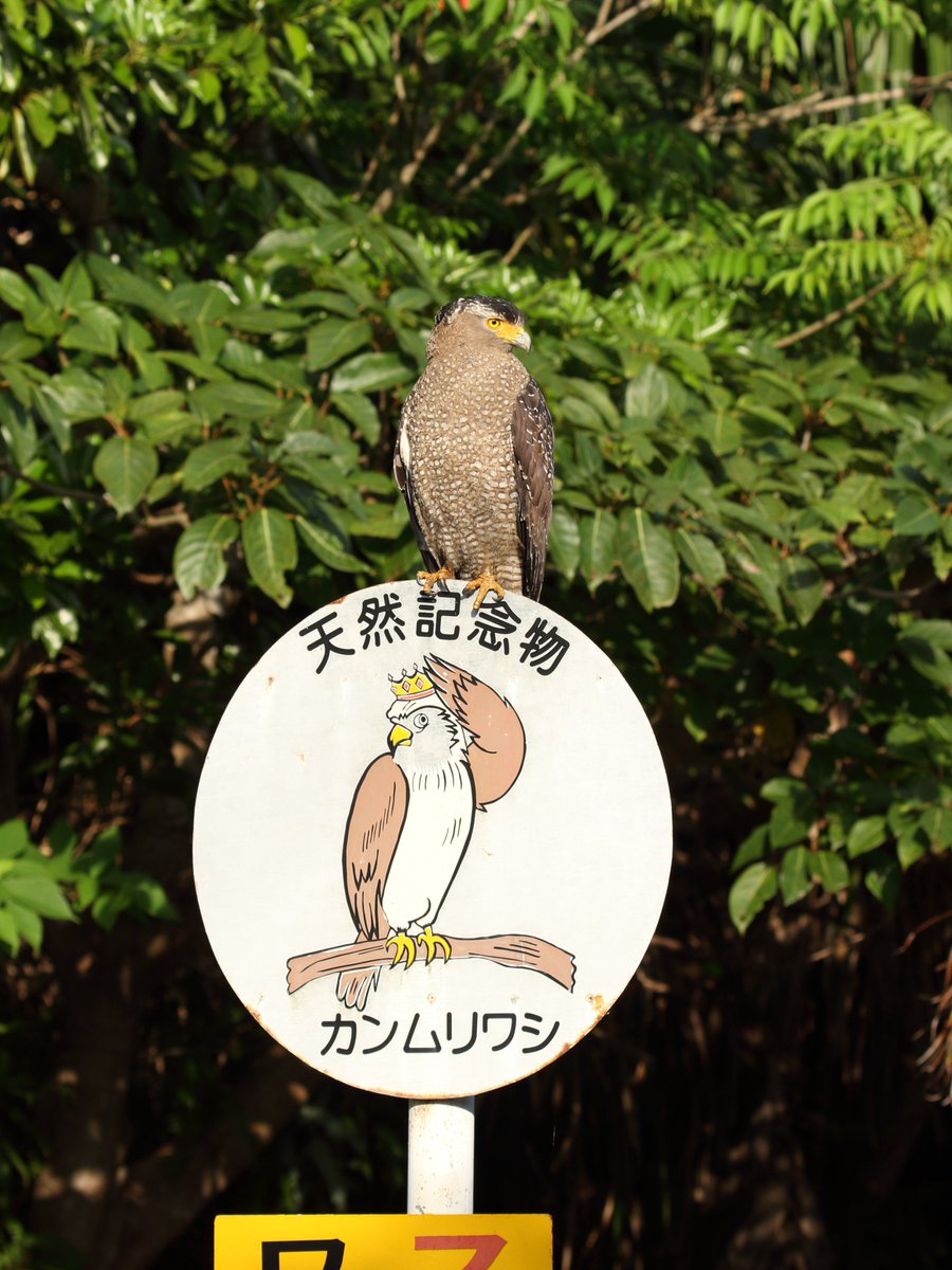 gentilis tweet media