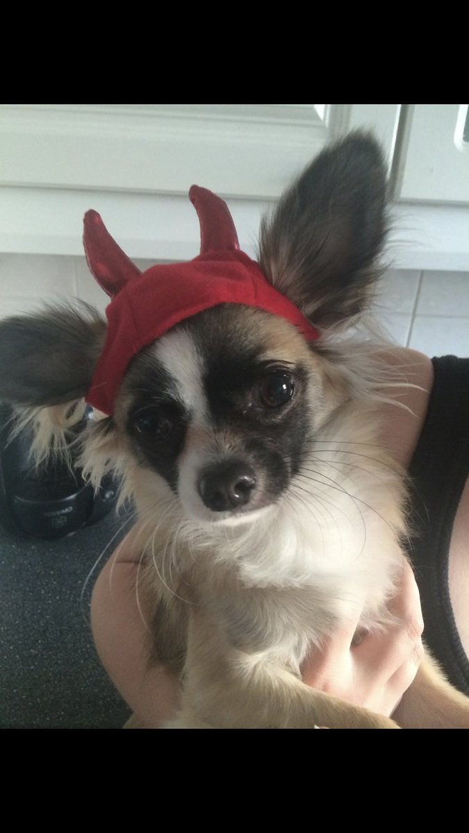 RapstaRob's tweet image. I have to say goodbye to my beautiful boy and best friend Bailey today, he takes his journey across the rainbow bridge. 🌈
He has been the one constant in my life and pulled me through many dark times. 
I love you Bailey, our spirits will meet again. 💔#Baz #mybestfriend