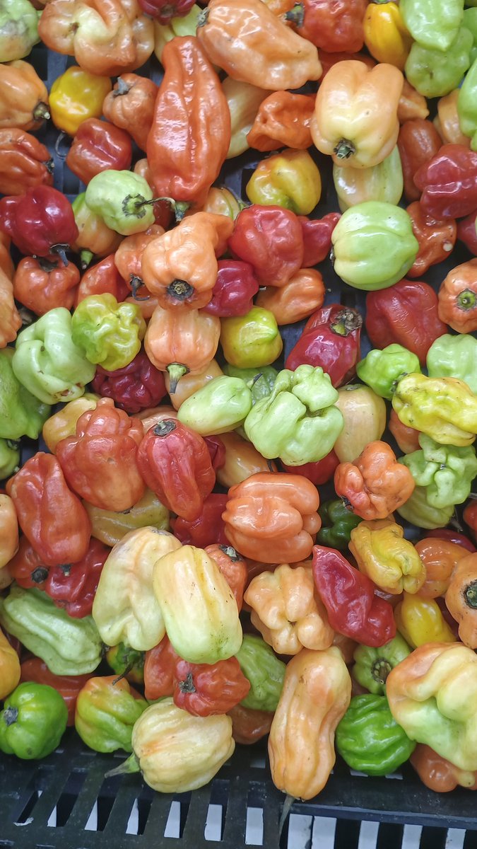 *𝗔𝗯𝗼 𝗥𝗶𝗮𝗱 | الرابع عشر tweet media