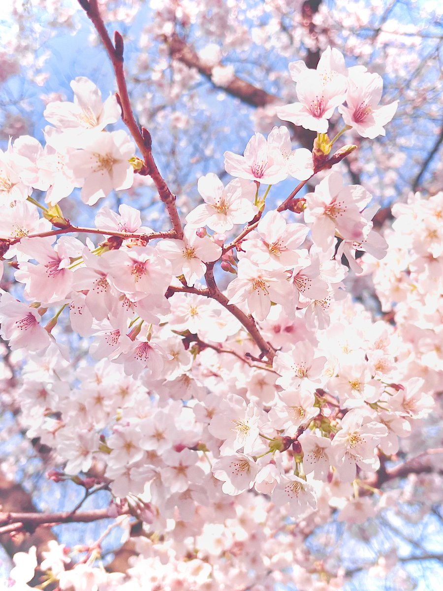 そろそろ満開になりそうな桜🌸 