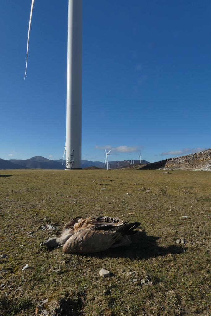 Los complejos eólicos generan energía limpia, pero a cambio provocan la muerte de un número considerable de aves y murciélagos a lo largo del año, especialmente cuando se concentran todos en un territorio concreto, como ocurre en las sierras del occidente asturiano.