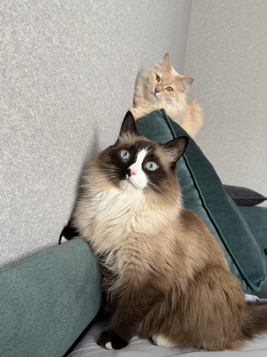 oh, it’s you tweet media