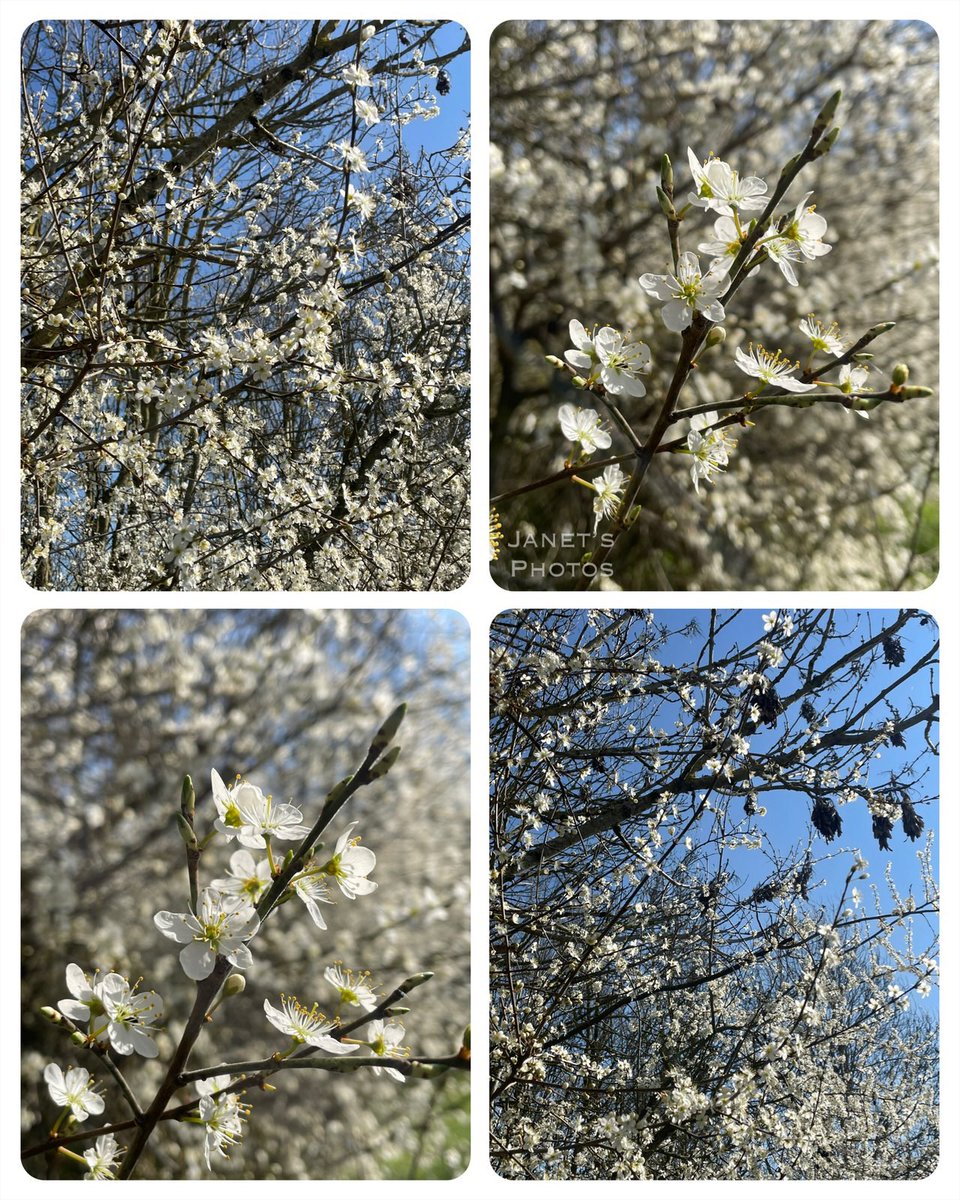 Jan 🌷🌿🦋 tweet media