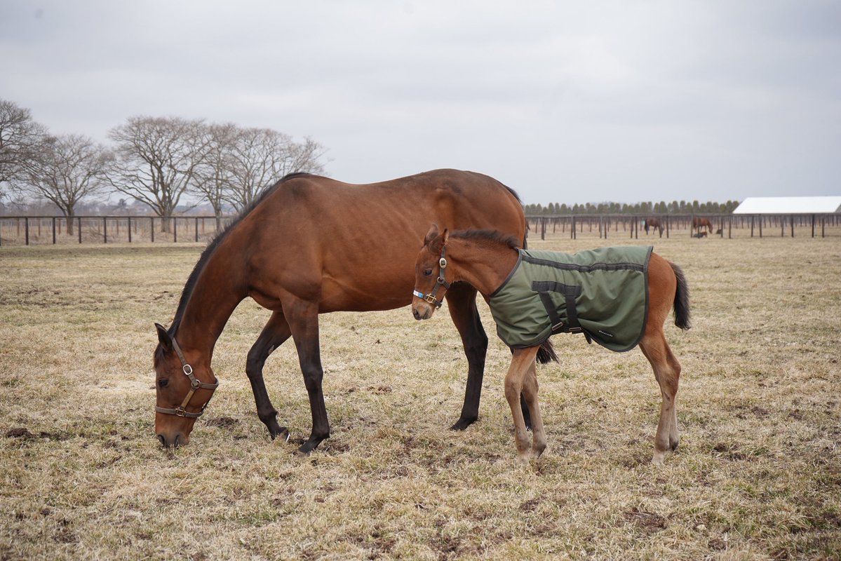 ノーザンホースパーク tweet media