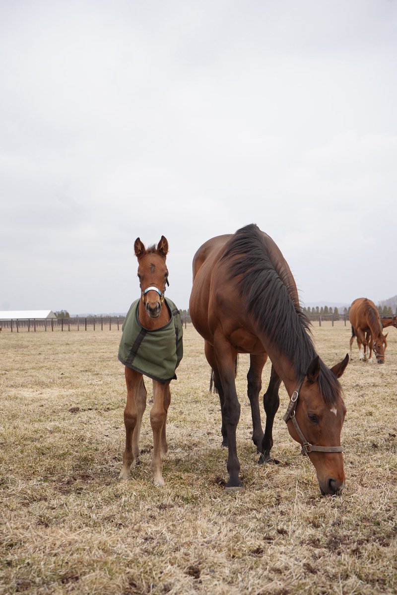 ノーザンホースパーク tweet media