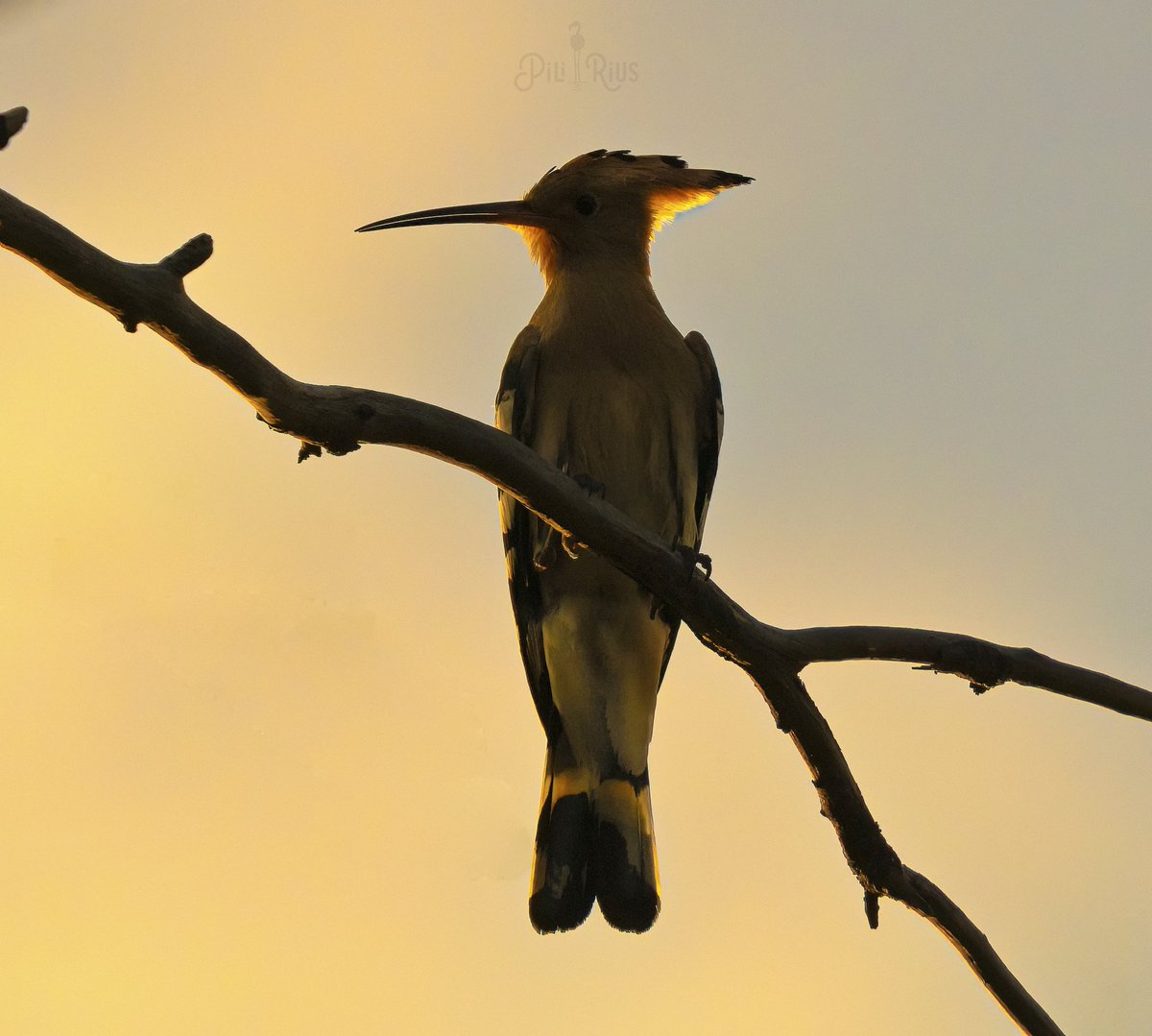 Pili Rius tweet media