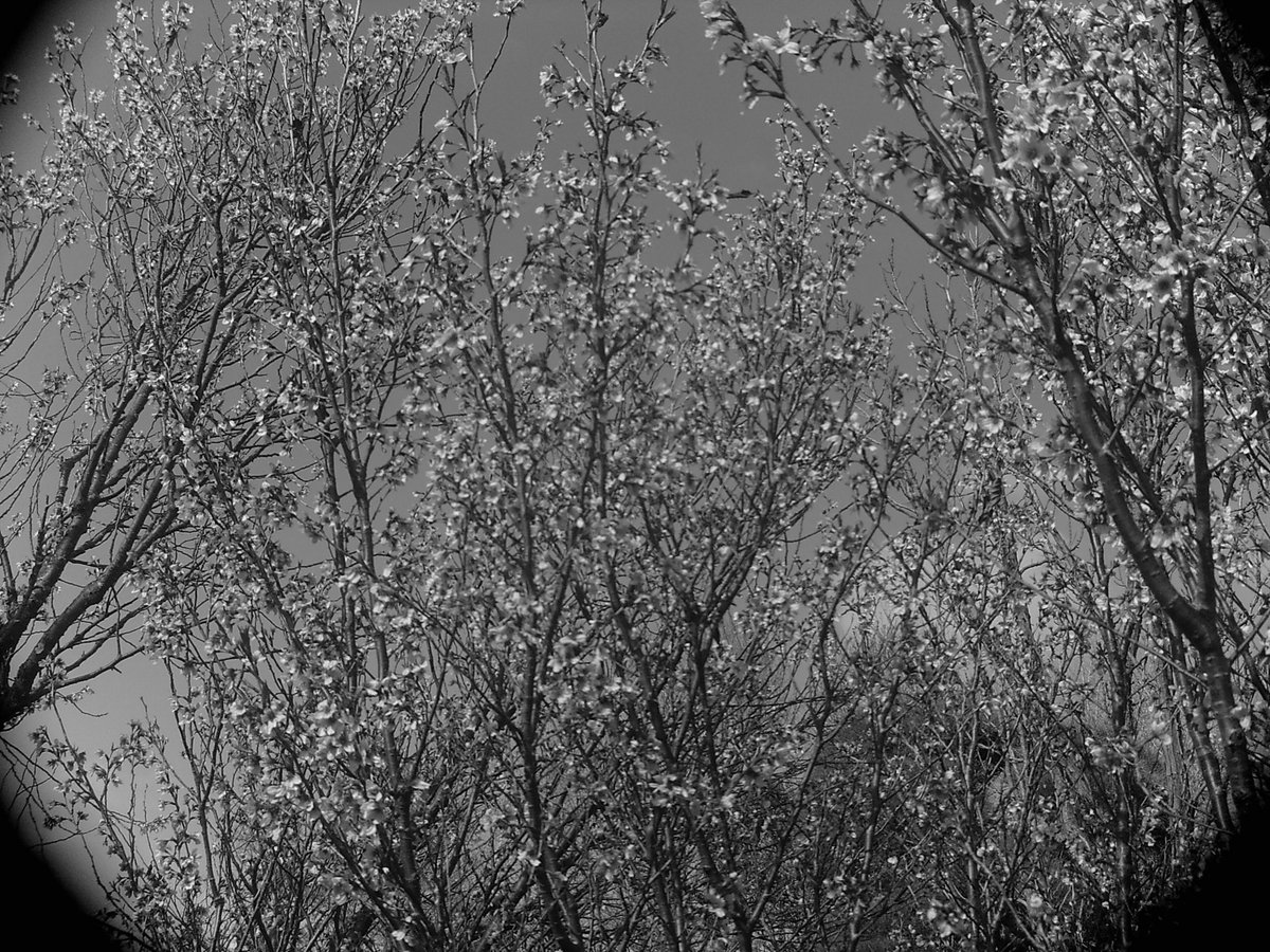 その2
今日は
大船フラワーセンターに行きました(*^-^*)
トイデジ撮るの難しい（汗
#花
#大船フラワーセンター
ホルガデジタル
#トイデジ
#3月27日