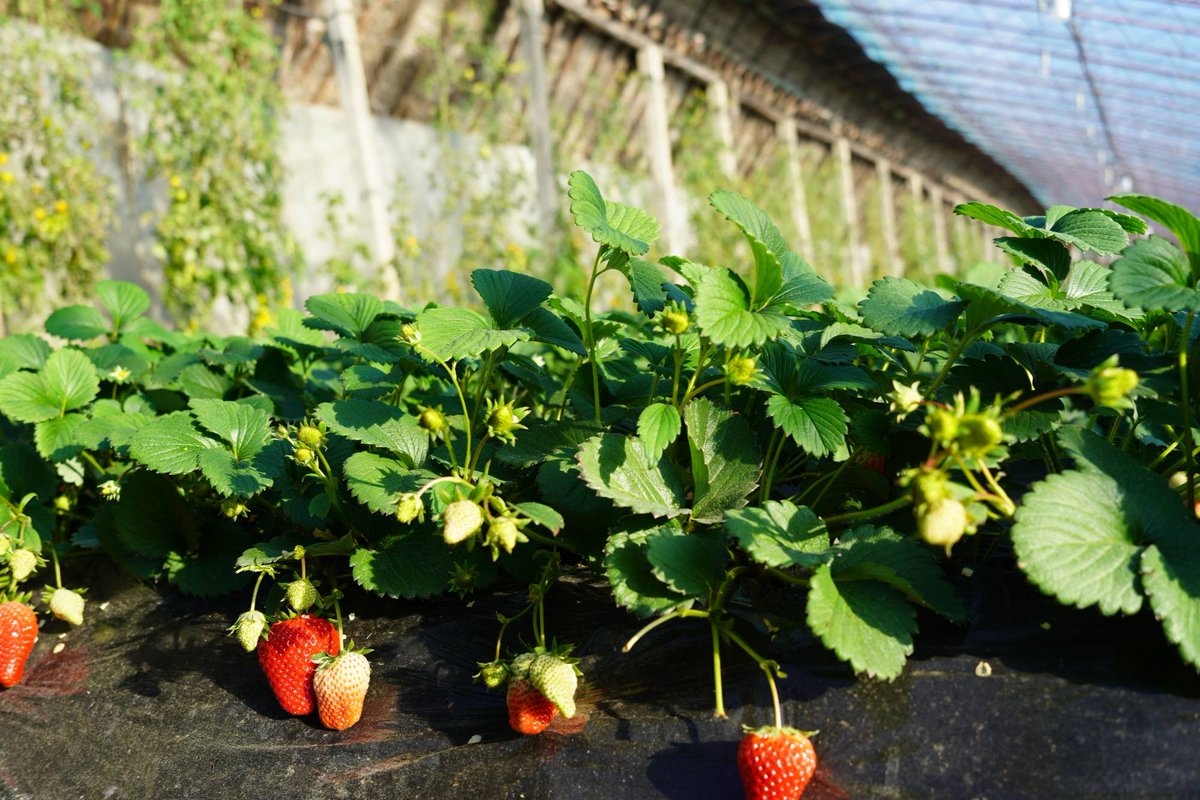 Ilaria Dentini tweet media