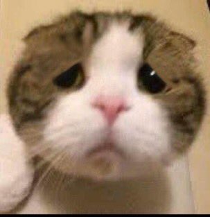 豚アグー5代目 tweet media