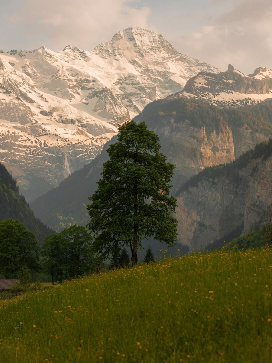 Purely Green tweet media