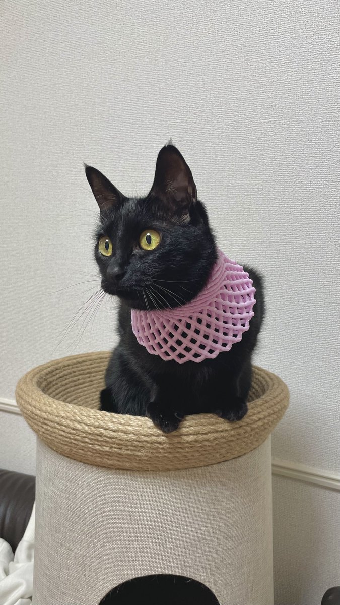 ティグノア🐈🐈⬛ tweet media