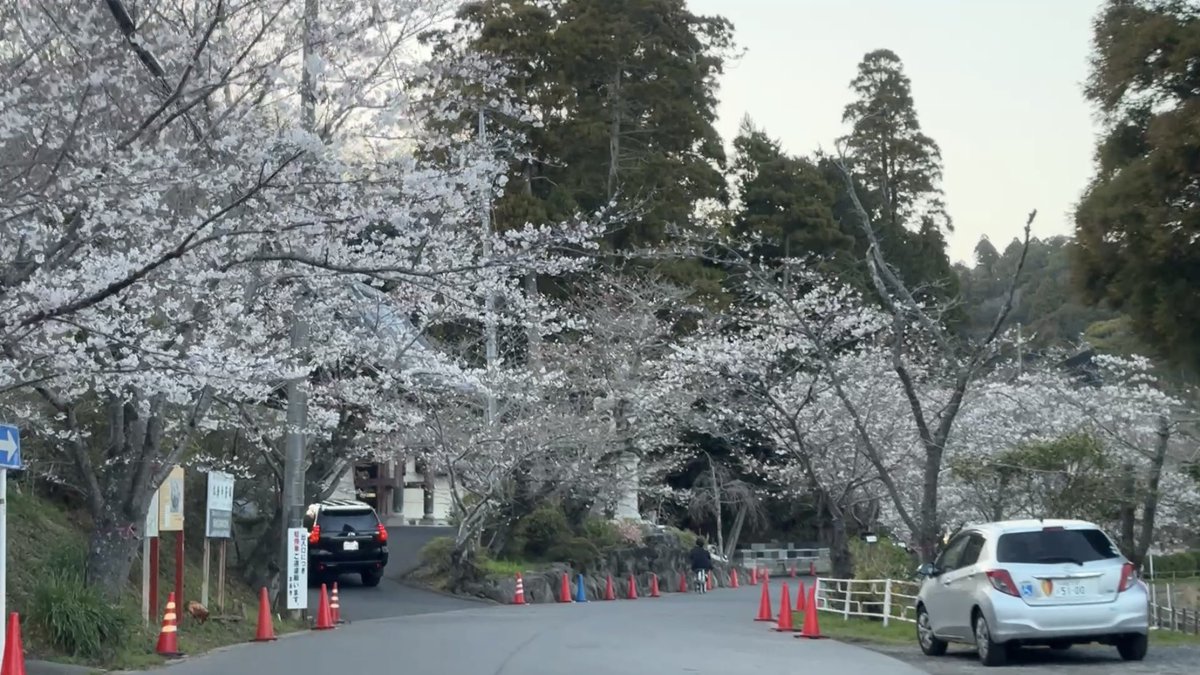 【情報提供】
今日3/27の夕方の東金八鶴湖📱
5〜8分咲き🌸
週末は20℃前後で天気も良く花見客で賑わいそうです
※今週と来週の土日は午前10時～午後9時にかけて車両進入禁止です