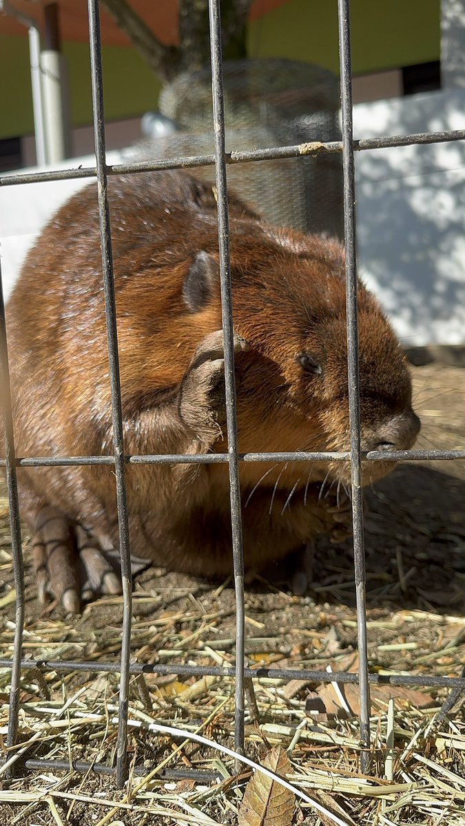 photo_beaver's tweet image. ちょっと聞こえません…

#アメリカビーバー
#beaver 
#阿蘇ファームランド

2024.12