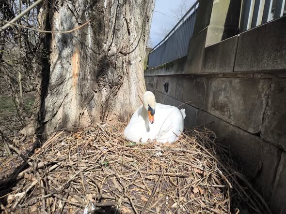 yolanda schultes tweet media