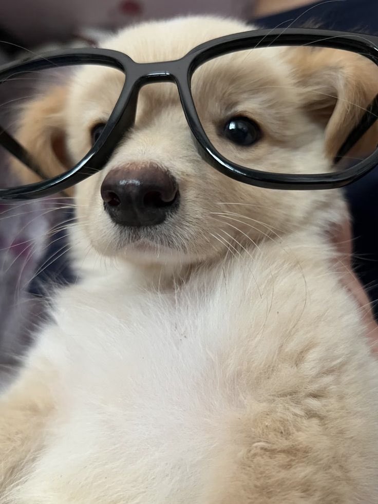 복돌이 tweet media