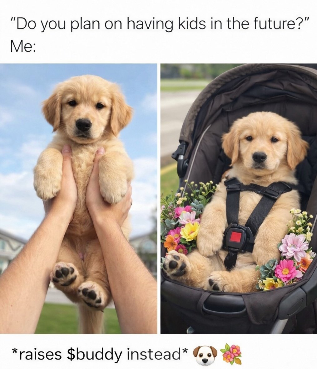 Lima IceBuddy tweet media