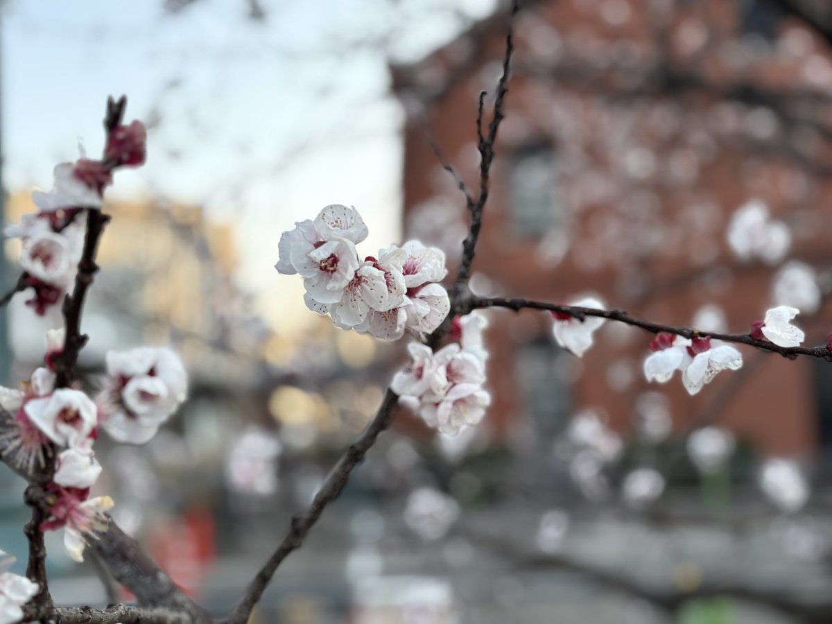 今日はPathPort GI Practiceの日です。『みんなで所見をとってみましょう』の2症例です！よろしくお願いします。
写真は広島大学構内の桜です🌸