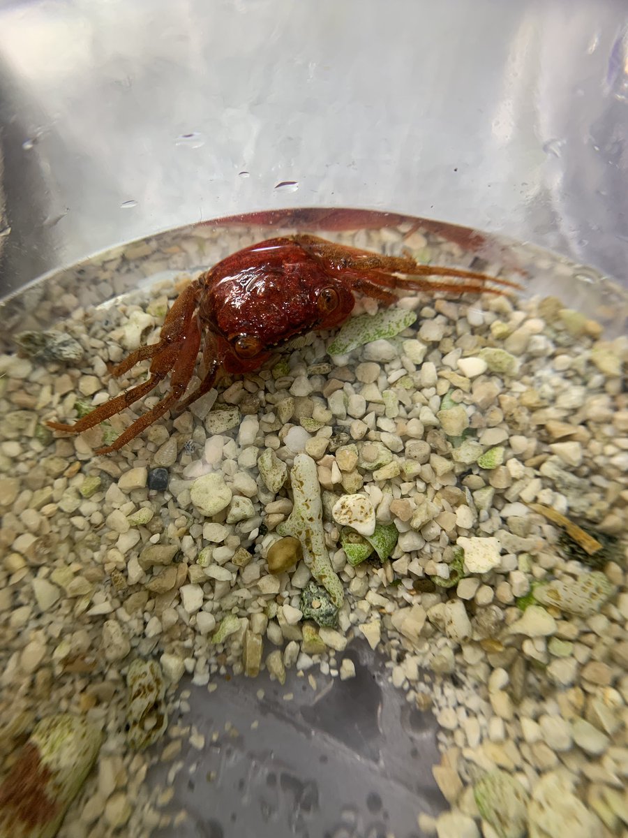 日本カニ協会 3/29アクアリウムバス tweet media