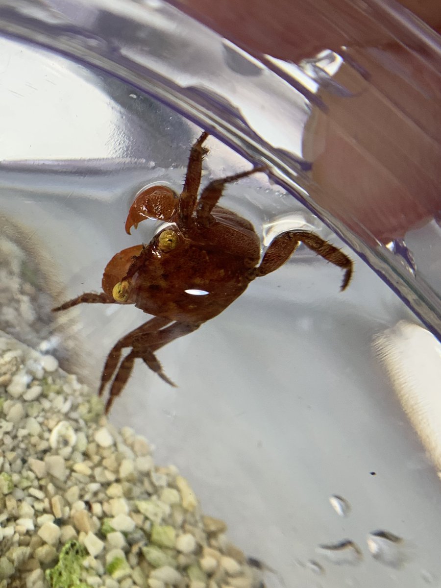 日本カニ協会 3/29アクアリウムバス tweet media