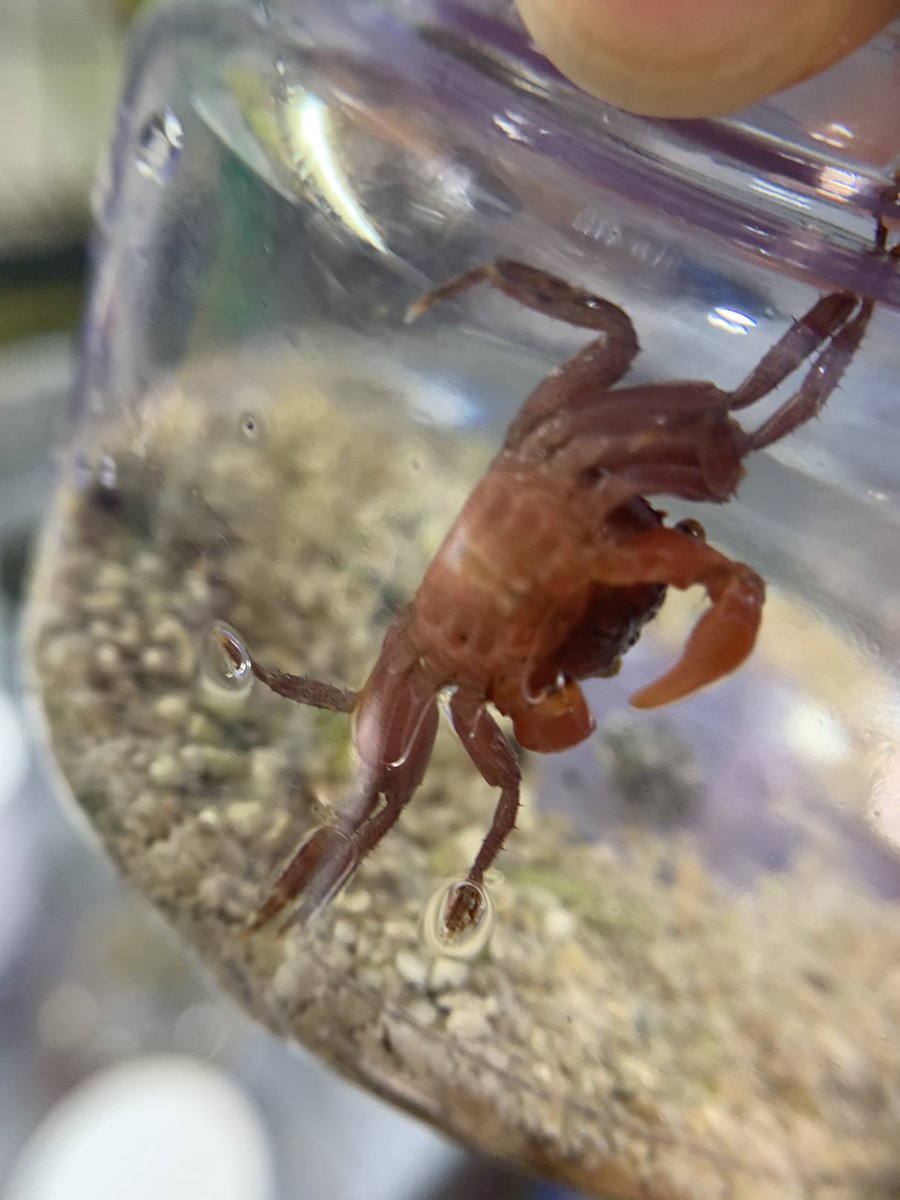 日本カニ協会 3/29アクアリウムバス tweet media