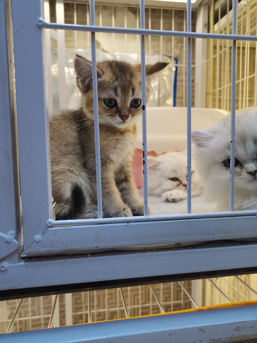 Abdi st setia tweet media