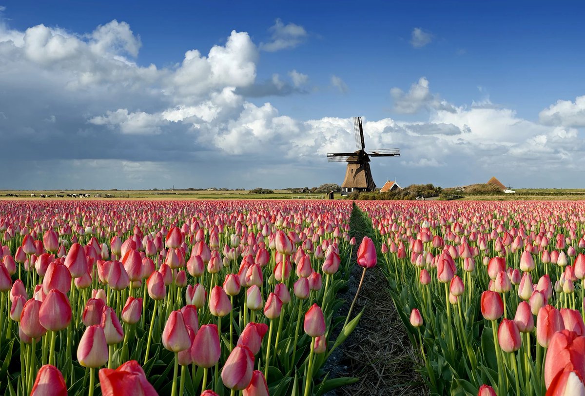 cleKarma tweet media