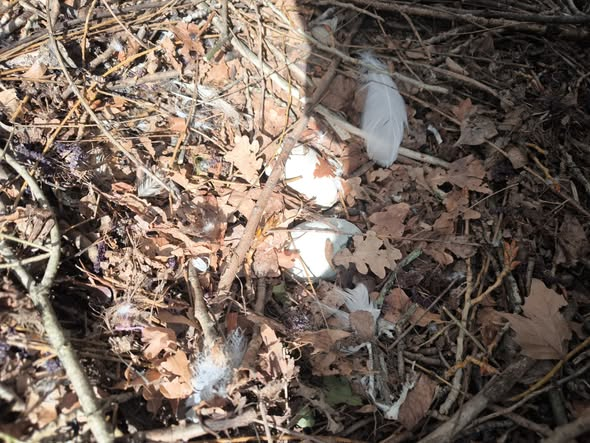 yolanda schultes tweet media