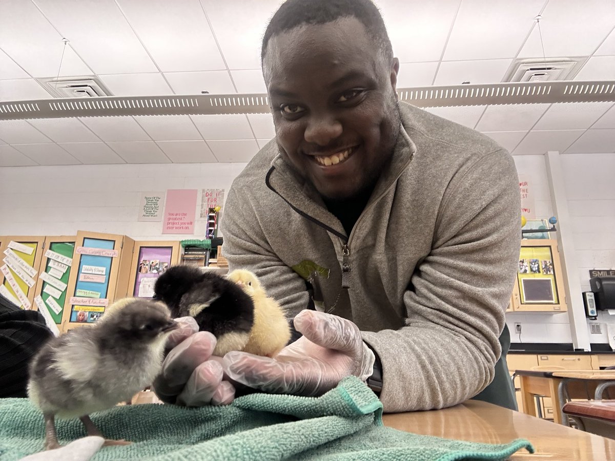 Candice0176's tweet image. My room is the place to be! Everyone has come to see the chicks- 6th grade, 7th grade, MCI, ELL, custodians, Girl Scouts, guidance, security and even students from previous years - they’re famous! #scienceisfun @RentTheChicken @LBMS_Experience