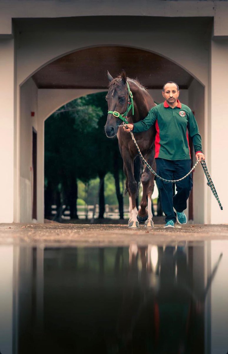 🇦🇪 tweet media