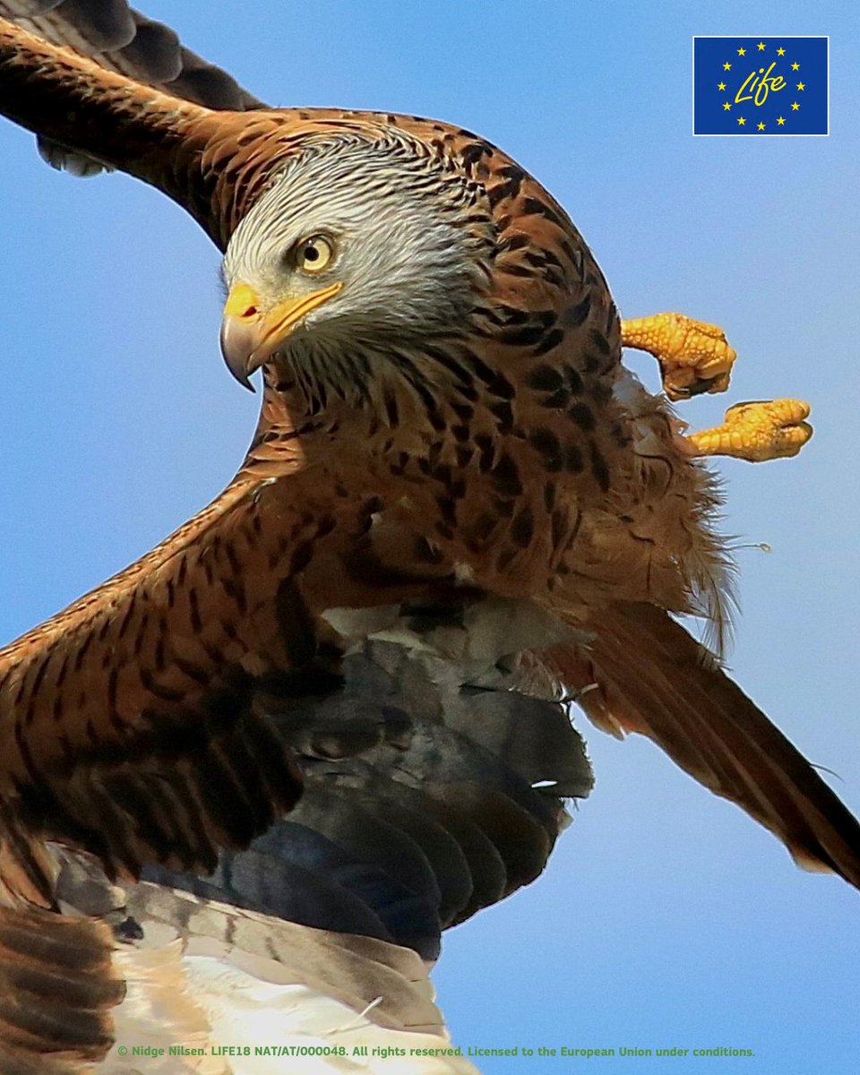 LIFE Programme tweet media