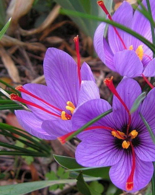 Mr. Perfumer tweet media