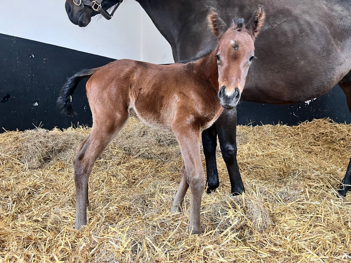 MAHBloodStock's tweet photo. A new arrival: our Phoenix of Spain x Chitra filly is settled in at @IrishNatStud 

As a half-sister to Black Type performer Awraad, we couldn't be more excited for her future. 

The next generation of MAH Bloodstock is officially here! ✨

#FoalFriday https://t.co/E5BW07y6Xz
