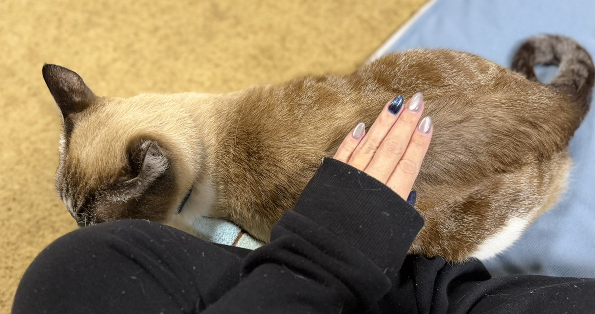 碧海うみうし@ウミウシVTuber tweet media